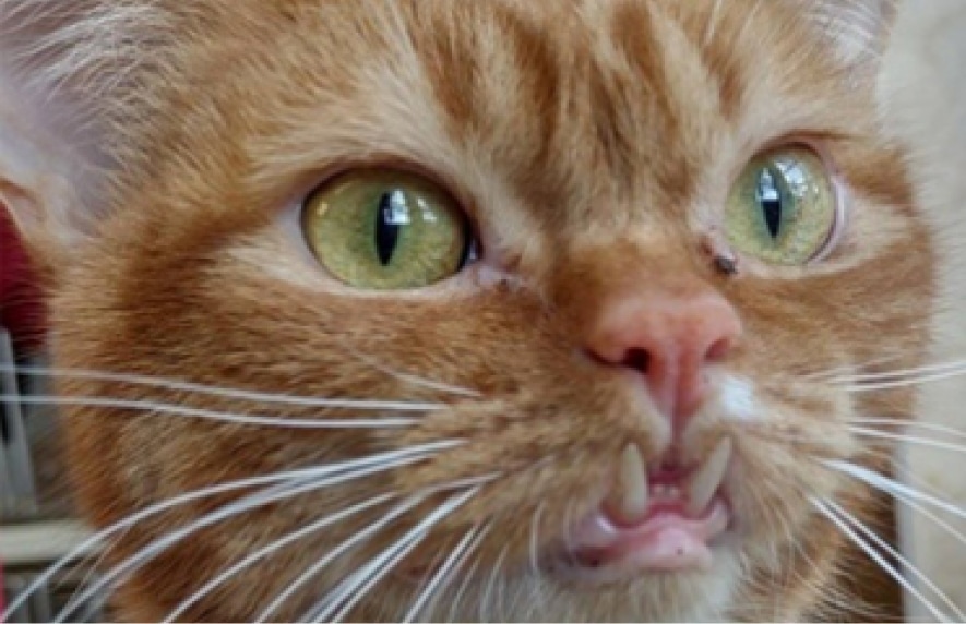 Close-up of a ginger cat with green eyes and a unique facial expression showing its teeth.