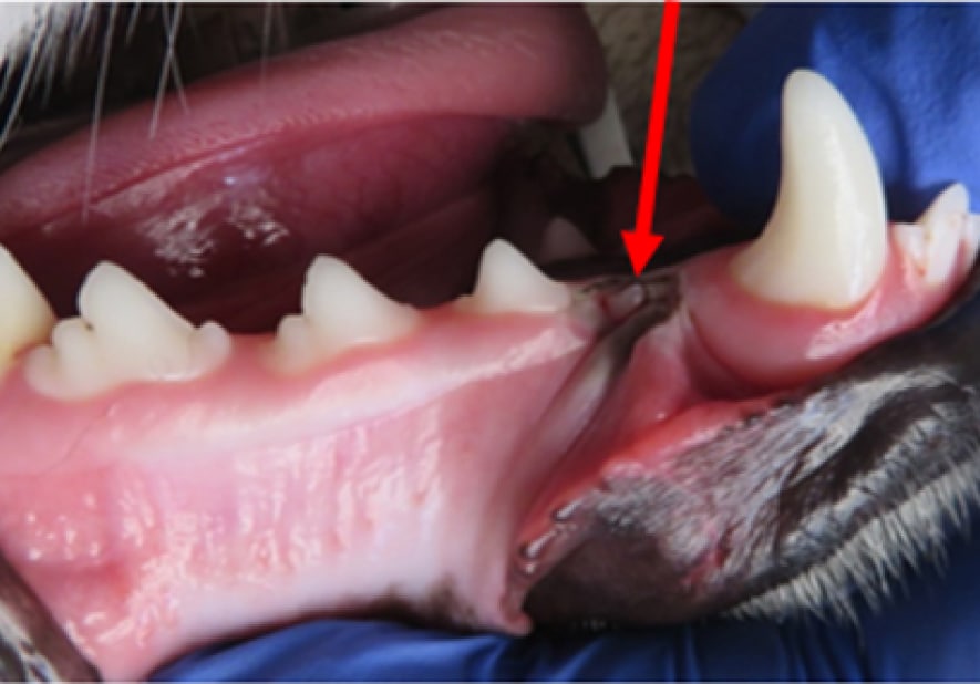 Close-up of an animal's open mouth showing teeth and gums, with a red arrow pointing to an area on the gums.