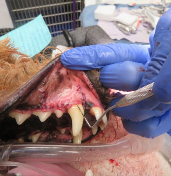 A veterinarian in blue gloves performs dental stitches on an animal with large canine teeth.