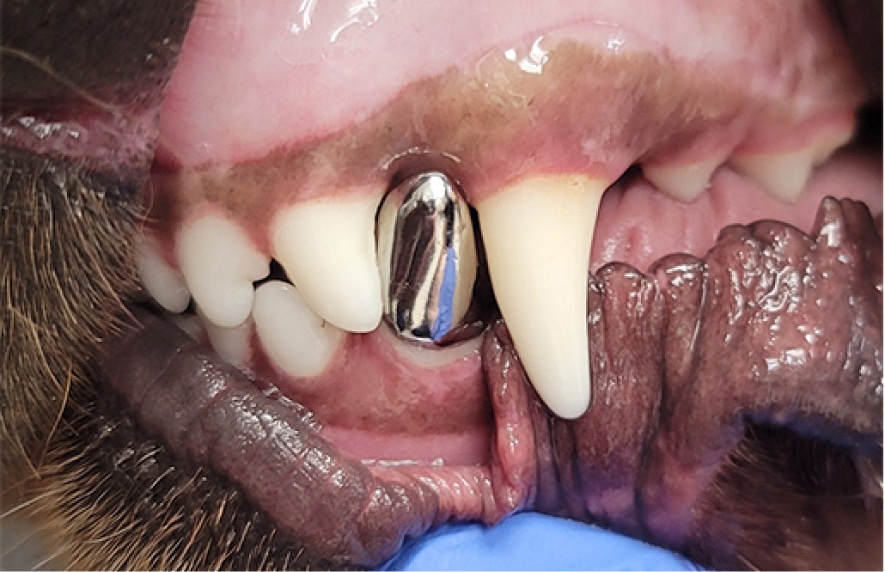 Close-up of a dog's dental work showing a shiny metal canine tooth amid natural teeth and gums.