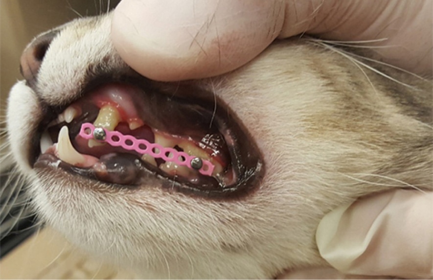 Close-up of a cat's mouth showing dental braces on its teeth. A hand is gently holding the cat's mouth open.