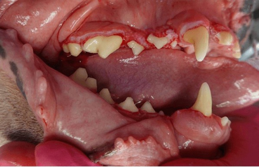 Close-up of a dog's open mouth showing jagged teeth and gums, with some redness and visible tissue.