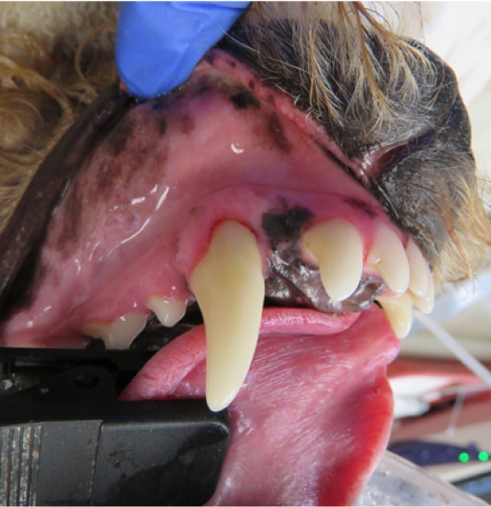 A close-up of a dog's mouth showing large canine teeth, gums, and tongue being examined. A gloved hand holds the lip open.