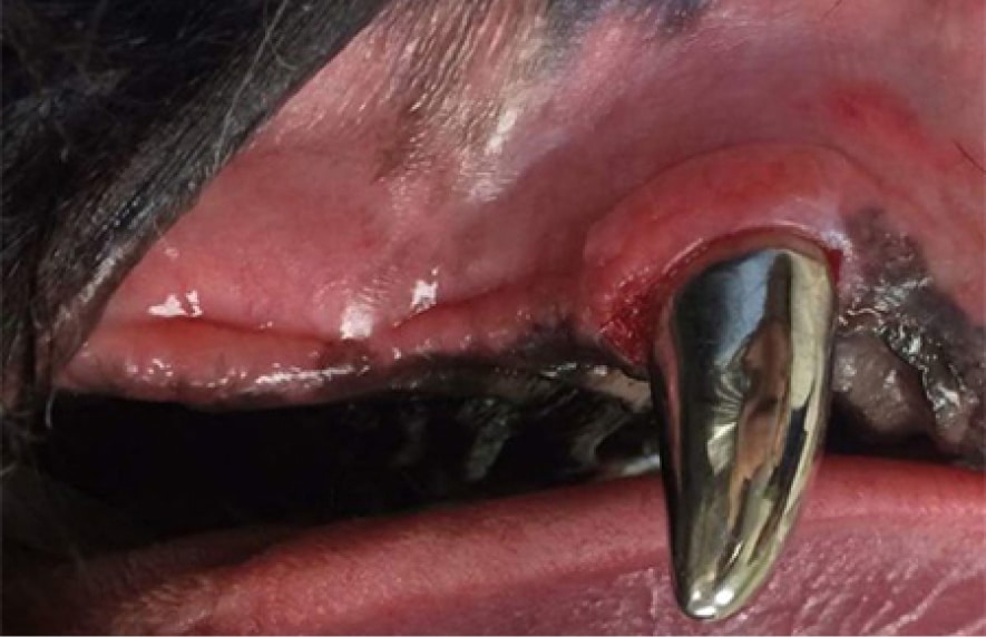 Close-up of a dog's mouth showing a shiny metal capped tooth, with pink gum tissue visible.