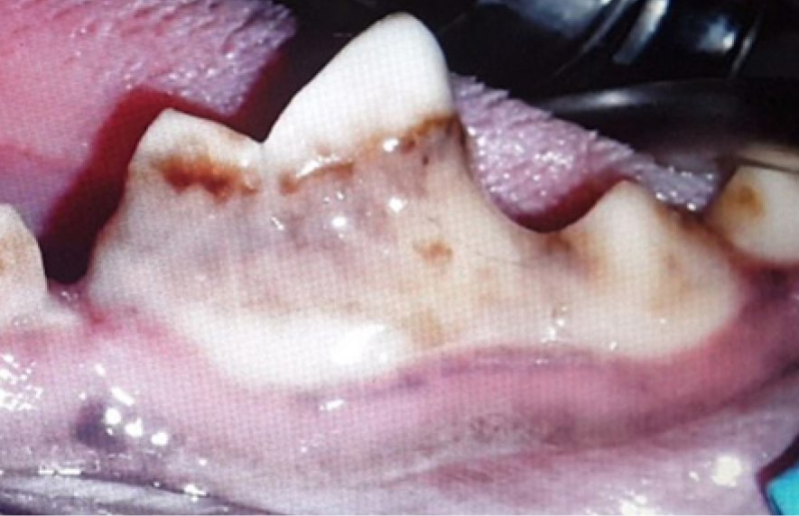 Close-up of an animal's teeth showing wear and discoloration.