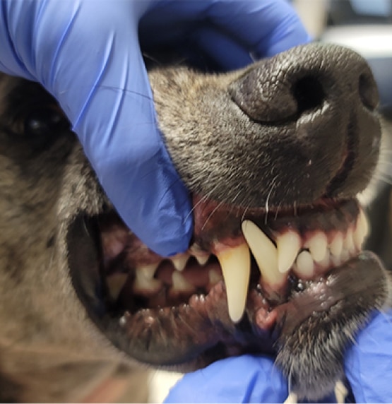 Veterinarian examines a dog's teeth, wearing blue latex gloves.