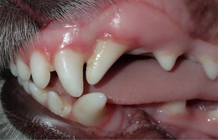 Close-up of a dog's open mouth showing teeth and gums.