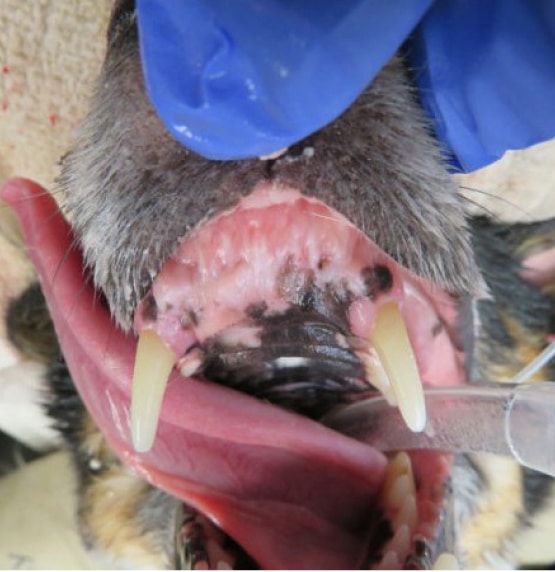 A close-up of a dog's open mouth showing large canine teeth, gums, and a blue-gloved hand holding the jaw.