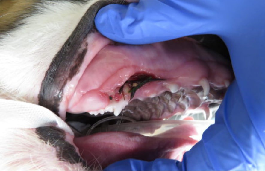 Close-up of a person wearing blue gloves examining a dog's open mouth, focusing on the gums and teeth.