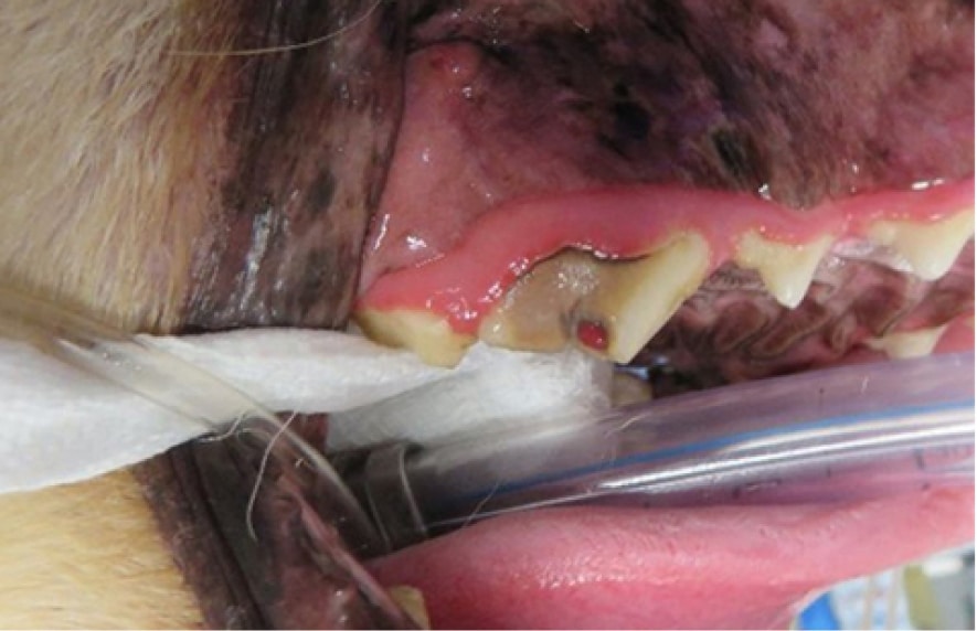 A close-up of a dog's mouth during a dental procedure, with an intubation tube inserted and visible gum line.