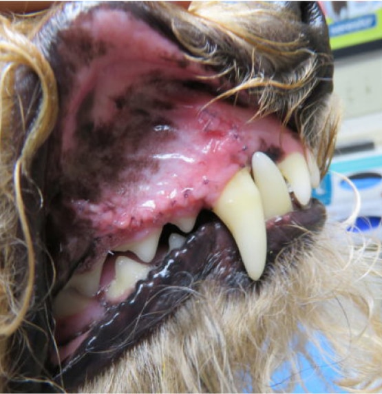 Close-up of a dog's open mouth showing teeth and pink gums with some black pigmentation.