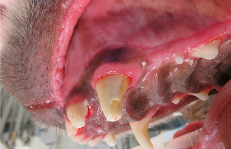 Close-up of a dog's open mouth showing teeth and gums with significant tartar buildup and gum inflammation.