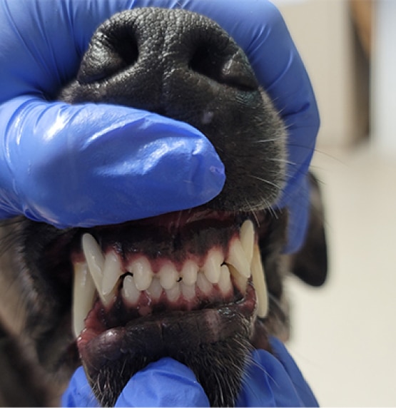 A dog with a blue-gloved hand gently holding its snout open, revealing clean, white teeth.