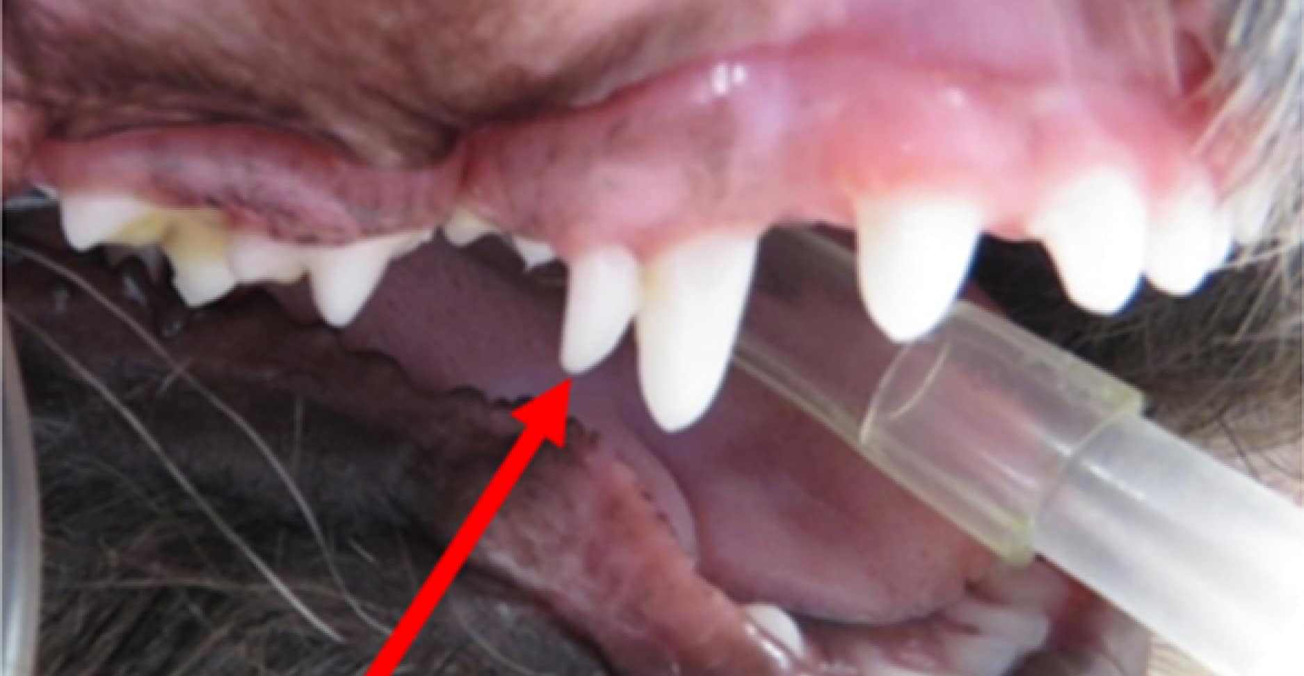 Close-up of an animal's open mouth, showing sharp teeth and a tube inserted. A red arrow points to a specific tooth.