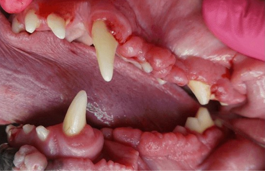 Close-up of a dog's open mouth showing sharp canine teeth, pink gums, and a tongue.