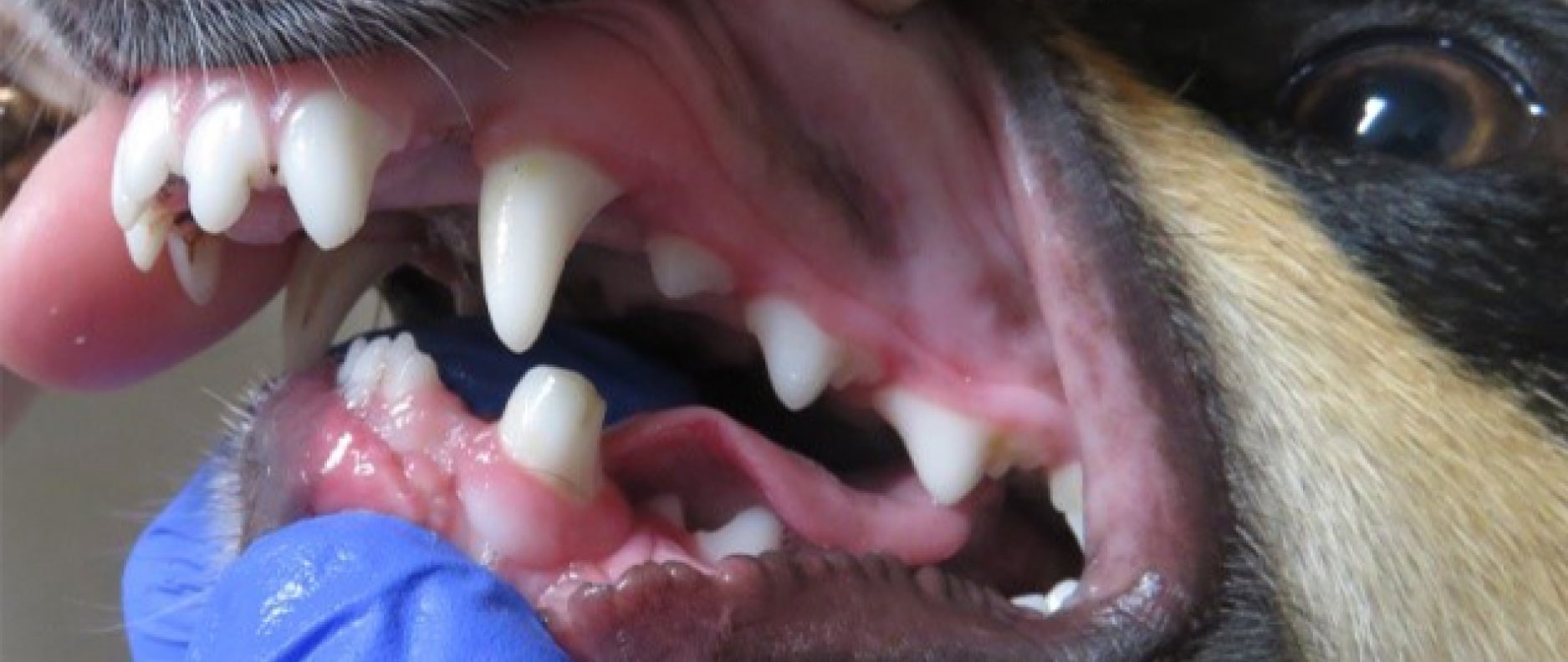 Close-up of a veterinarian examining a dog's mouth and teeth while wearing blue gloves.