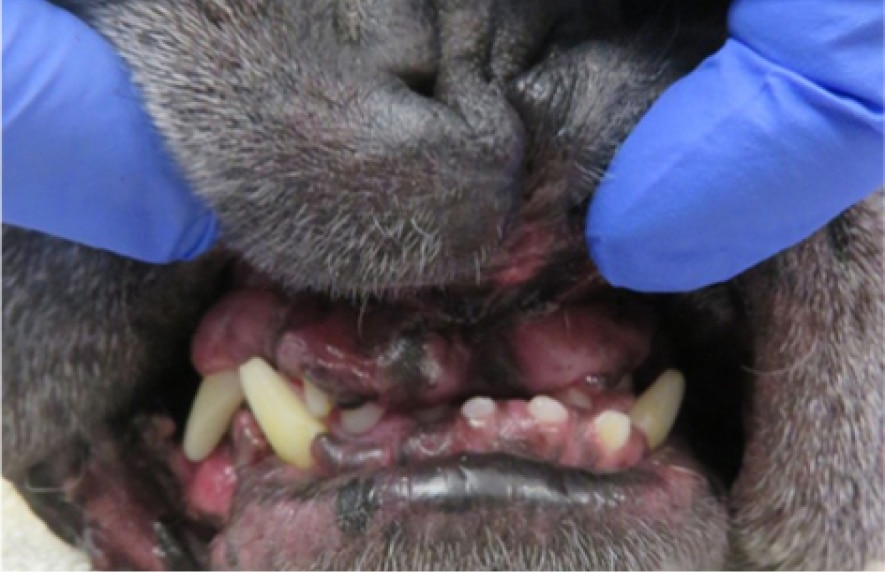 Close-up of a dog's mouth being examined, showing missing teeth and inflamed gums. Blue gloved hands gently hold the jowls apart.