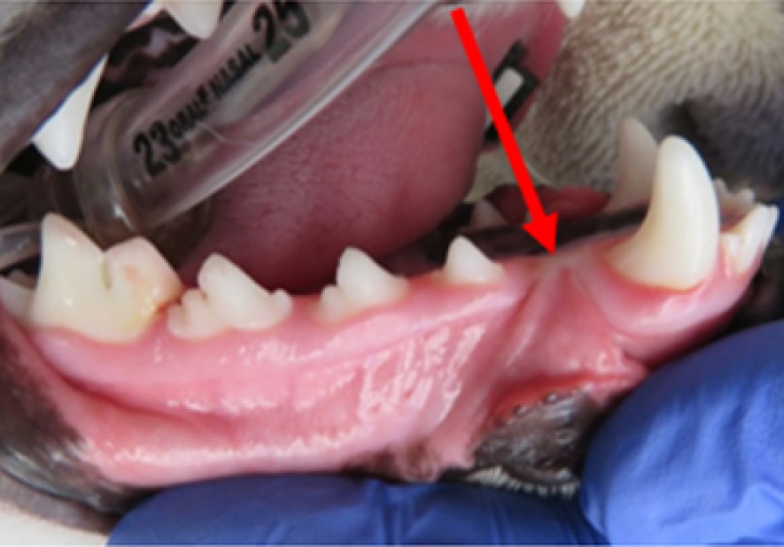 Close-up of a dog's open mouth showing teeth and gums. A gloved hand holds the jaw, with a red arrow pointing at the gum line. An intubation tube is partially visible.