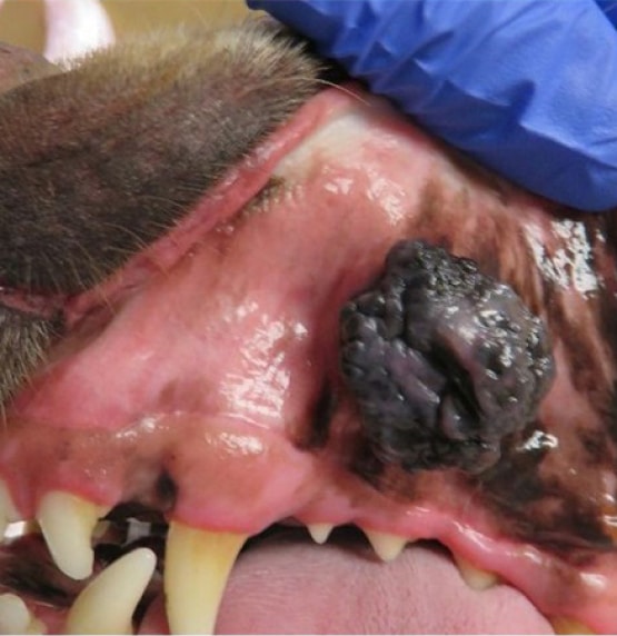 Close-up of a dog's open mouth showing a large, dark, irregular growth on the upper gum area. The dog is being restrained by a gloved hand.