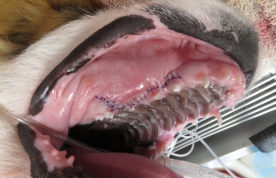 Close-up of a dog's mouth showing stitches along the gums and roof, with medical tubing visible in the background.