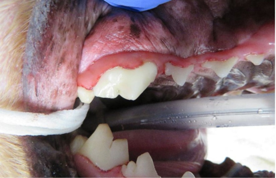 Close-up of a dog's open mouth showing teeth and gums. A tube is inserted, and a rope-like material is visible.