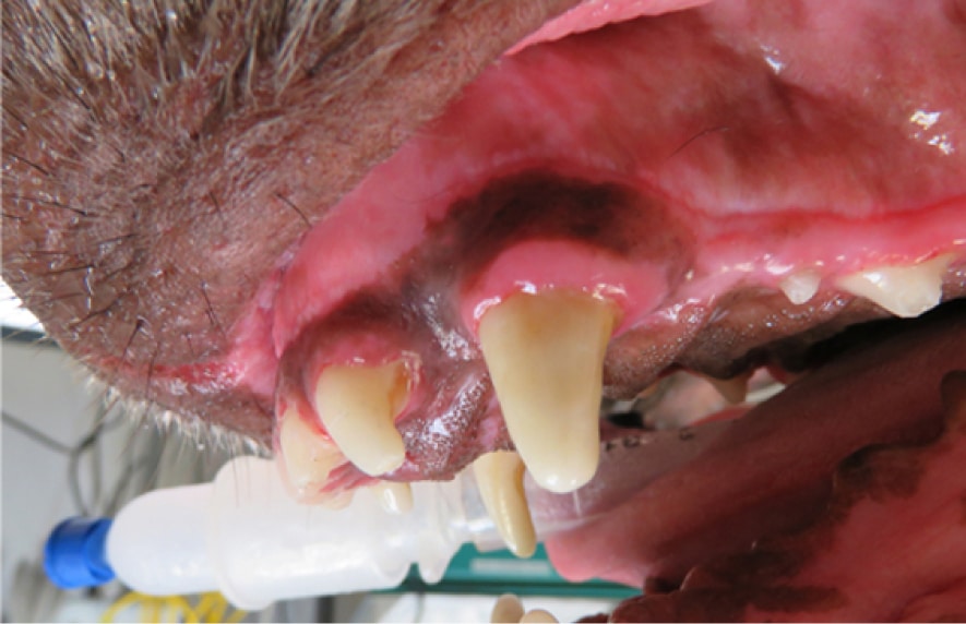 Close-up of a canine's open mouth showing large teeth and gums, with visible plaque buildup.