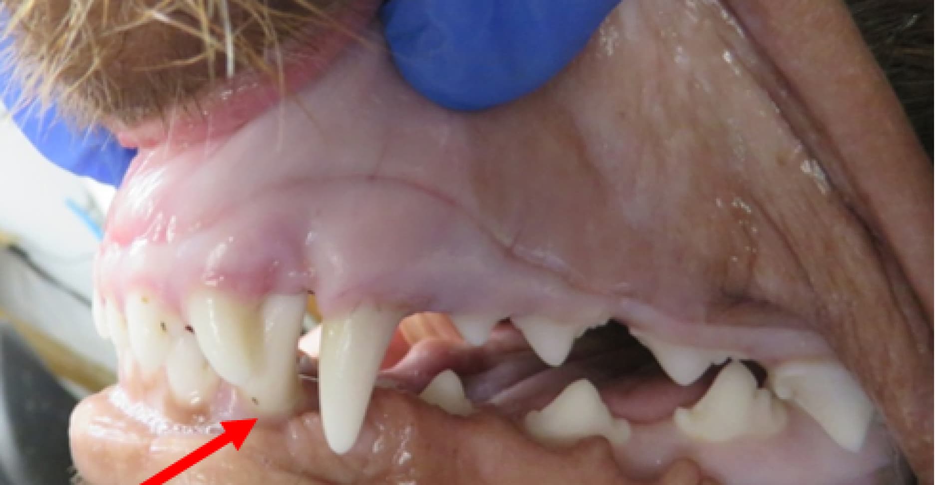 Close-up of a dog's open mouth showing a broken canine tooth, indicated by a red arrow.