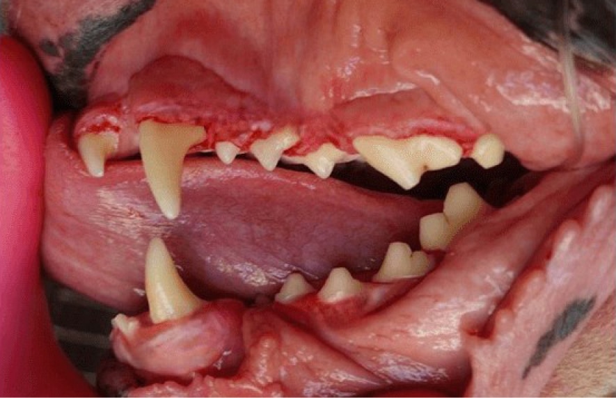 Close-up of an open canine mouth showing sharp teeth and gums, with a gloved hand holding the mouth open.