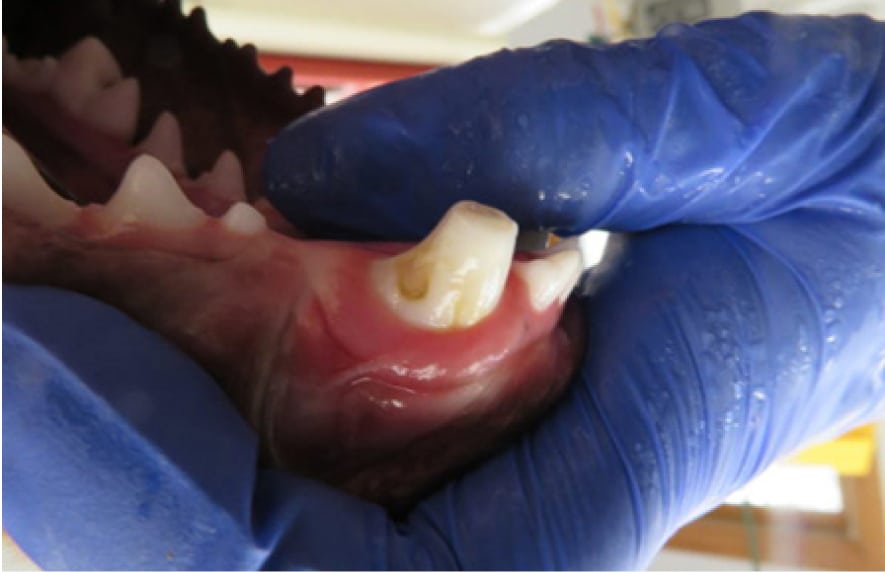 Close-up of a gloved hand examining a canine tooth with visible decay in a dog's open mouth.