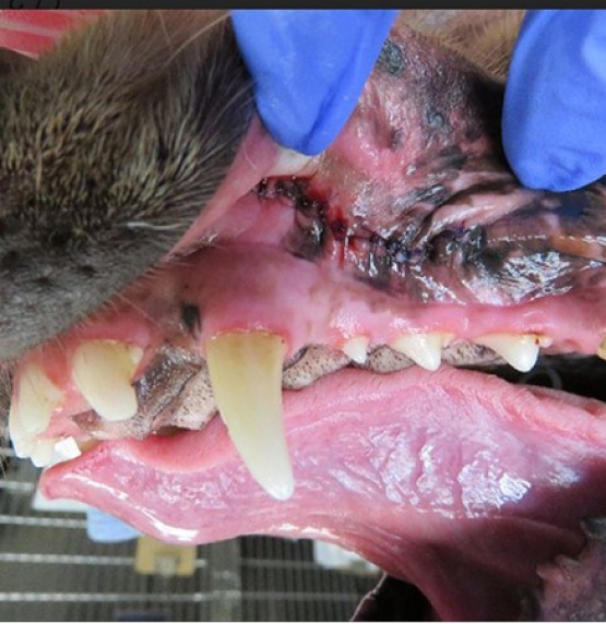 A close-up of an animal's mouth showing teeth and gums, with a person wearing blue gloves gently holding the mouth open.