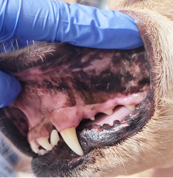 A close-up of a person wearing a blue glove lifting the lip of a dog to reveal its teeth and gums.