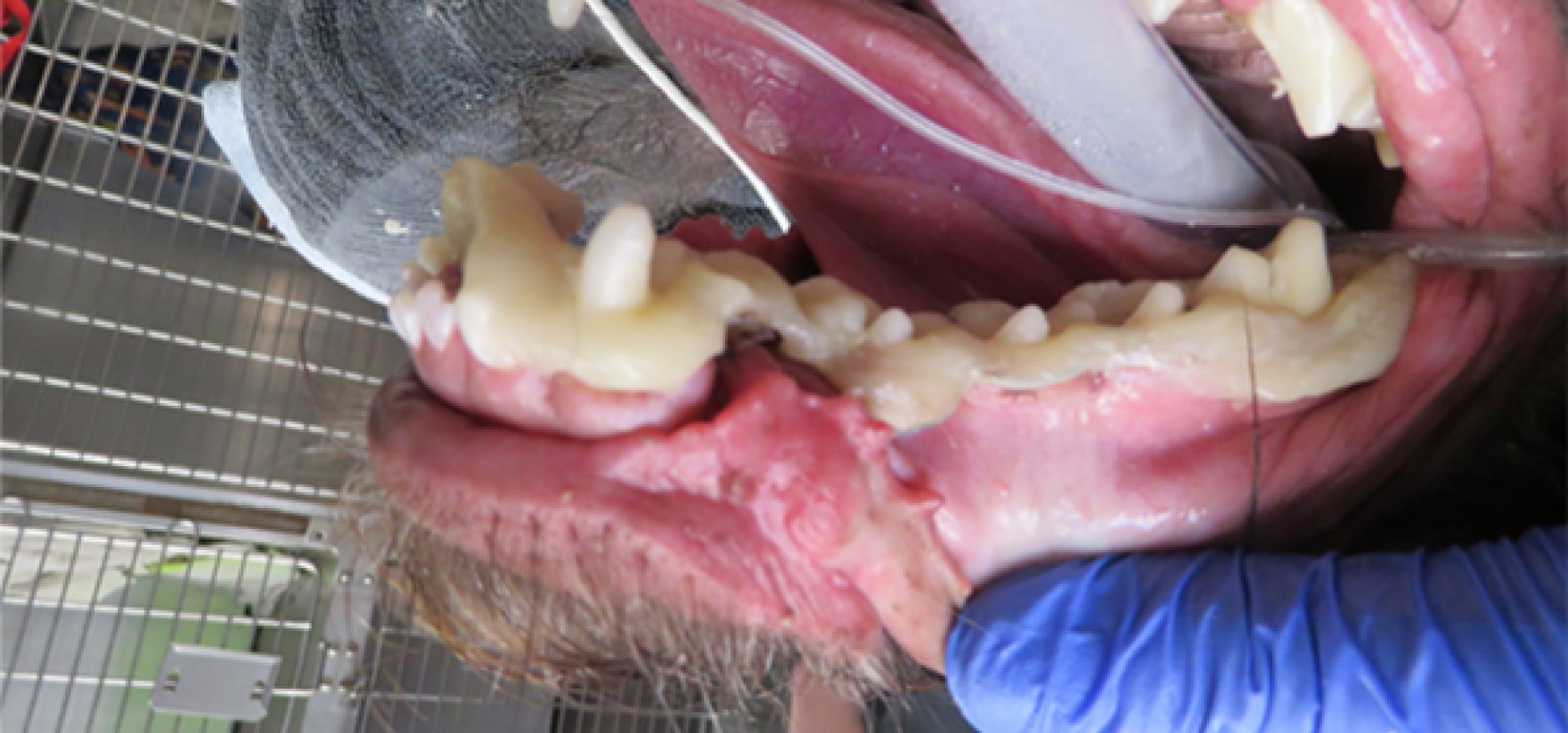 A close-up of an animal's mouth with dental treatment. A gloved hand is examining the teeth, and a tube is inserted. The background shows a metal cage.