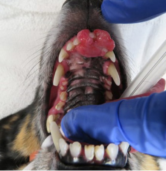 Close-up of a dog's open mouth showing worn and broken teeth. A person in blue gloves is examining the dental condition.