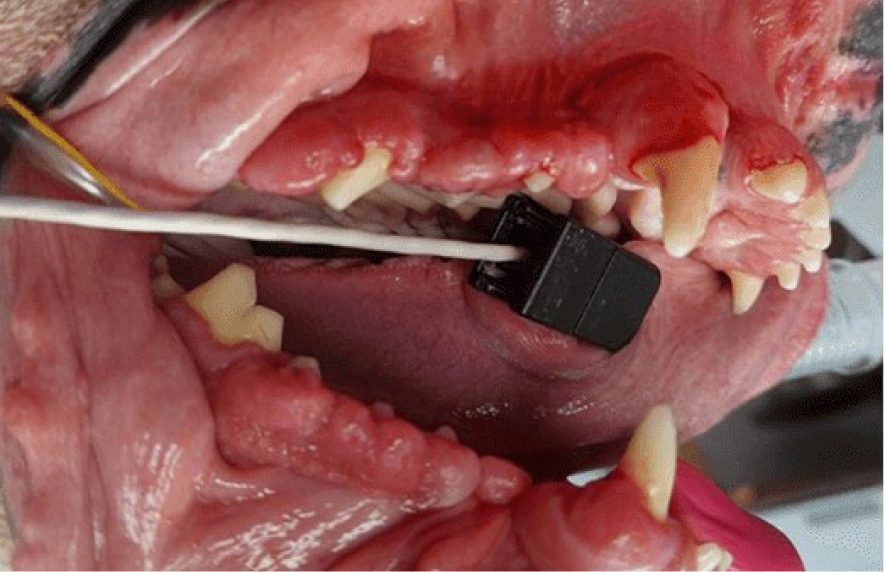 Close-up of a dog's open mouth showing teeth and a medical device inserted inside for examination.