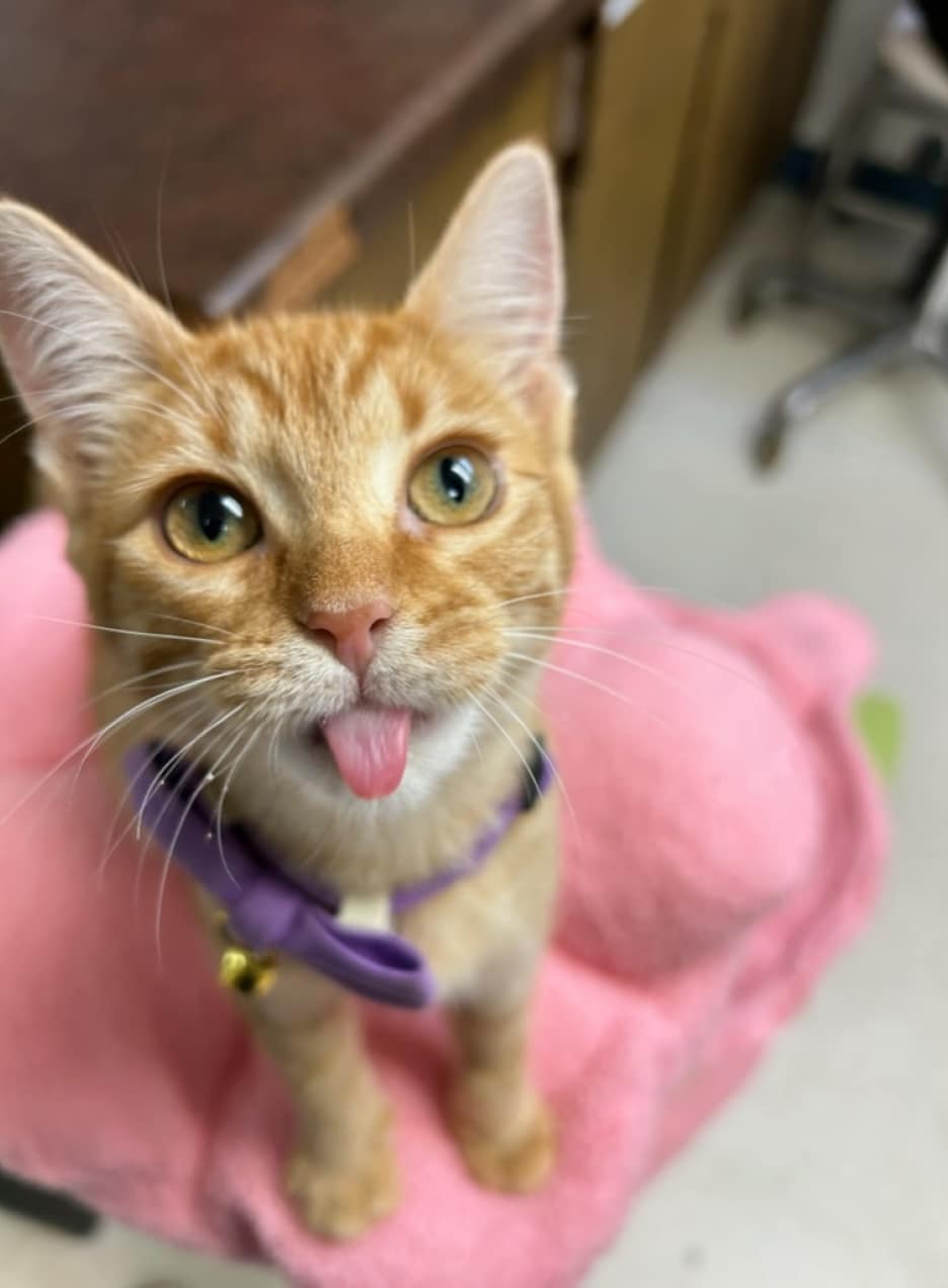 Orange cat with a purple collar sticks its tongue out while sitting on a pink blanket.