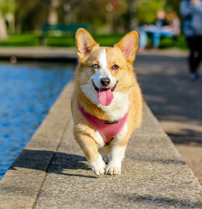 Corgi wearing a pink harness walks happily along a paved path next to a body of water.