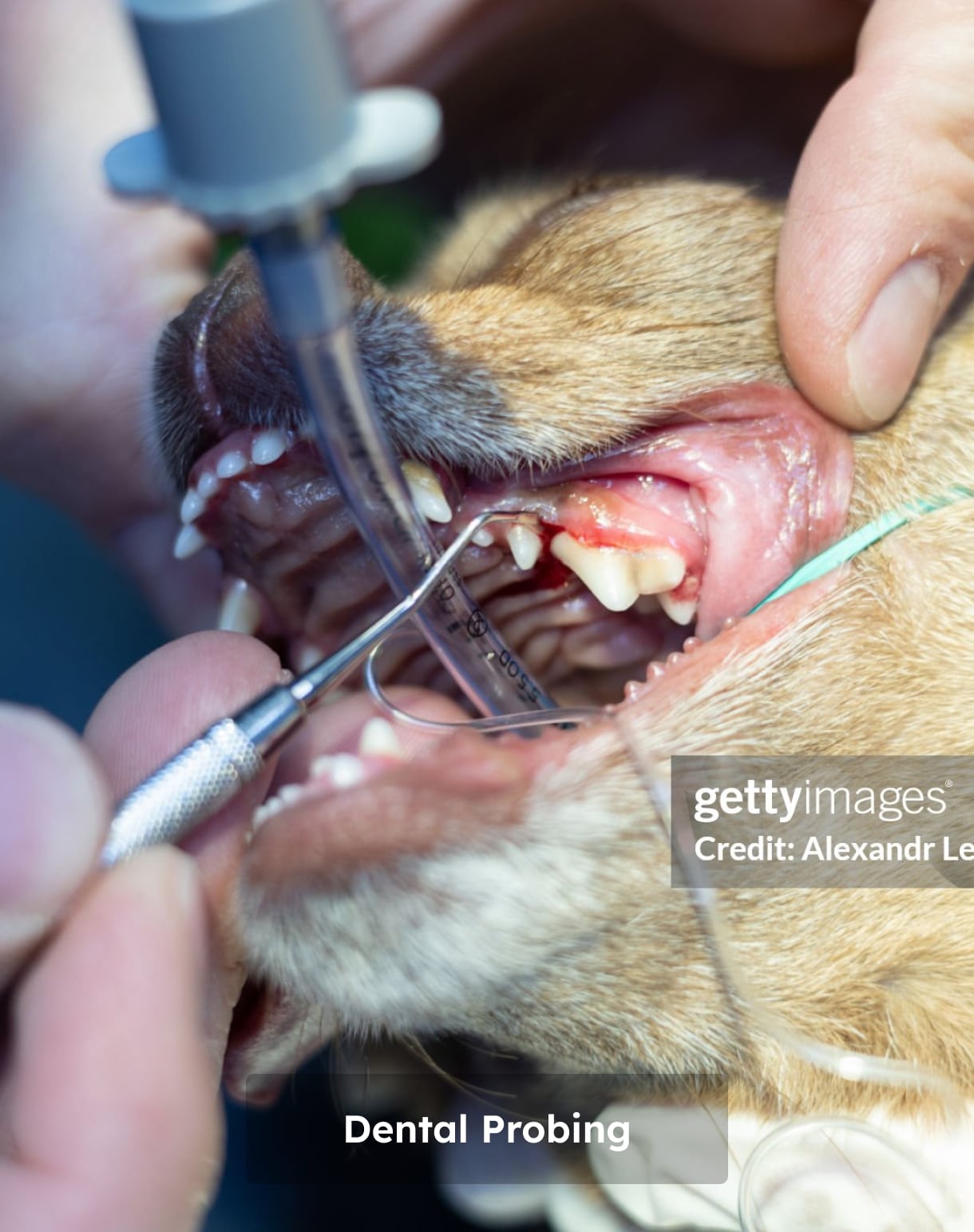 A veterinary dentist performs dental probing on a dog's open mouth, checking gum health and tooth alignment.