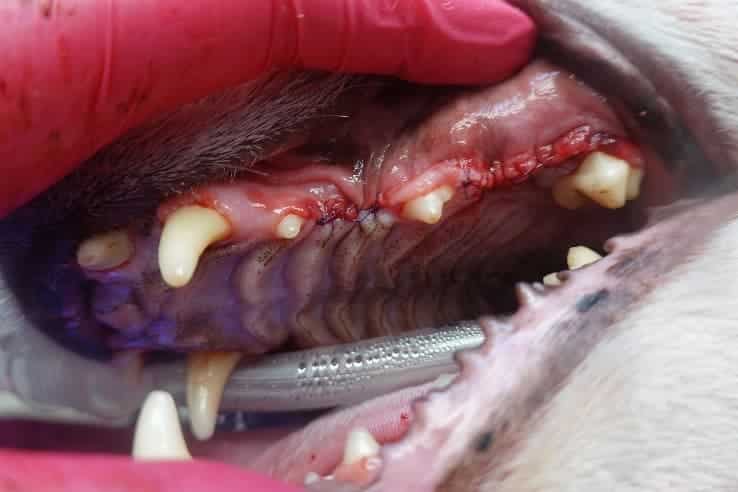 Close-up of a dog's open mouth showing red gums and teeth. A gloved hand is holding the mouth open.