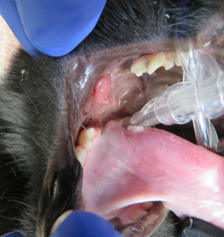 A dog's open mouth showing dental instruments and pink gums during veterinary dental work, with gloved hands holding its jaw.