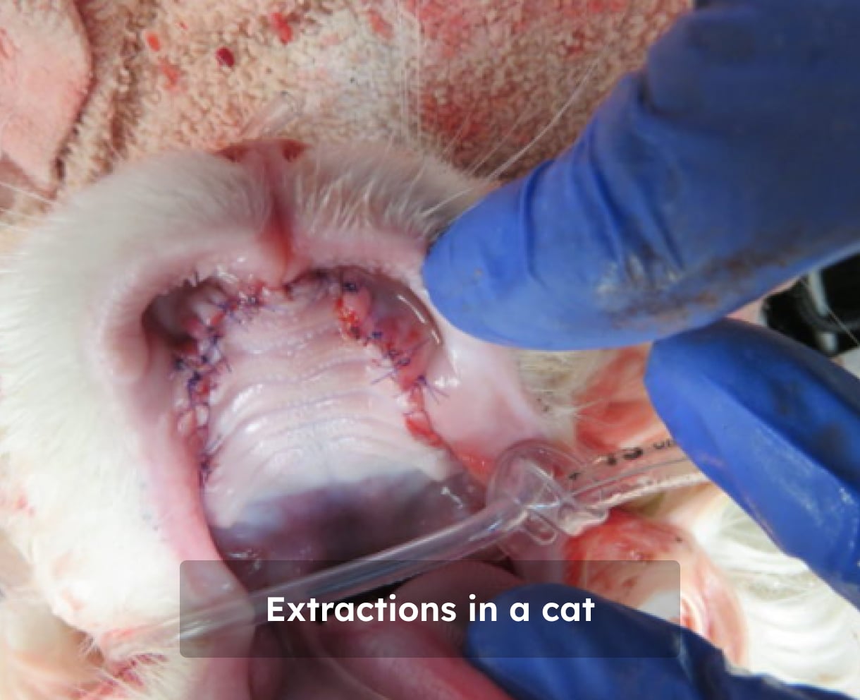 Veterinarian performing dental extractions on a cat, with gloved hands and surgical tools visible.