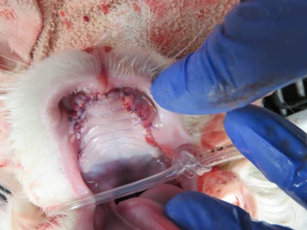 Veterinarian showing stitches inside a cat's mouth during dental surgery.