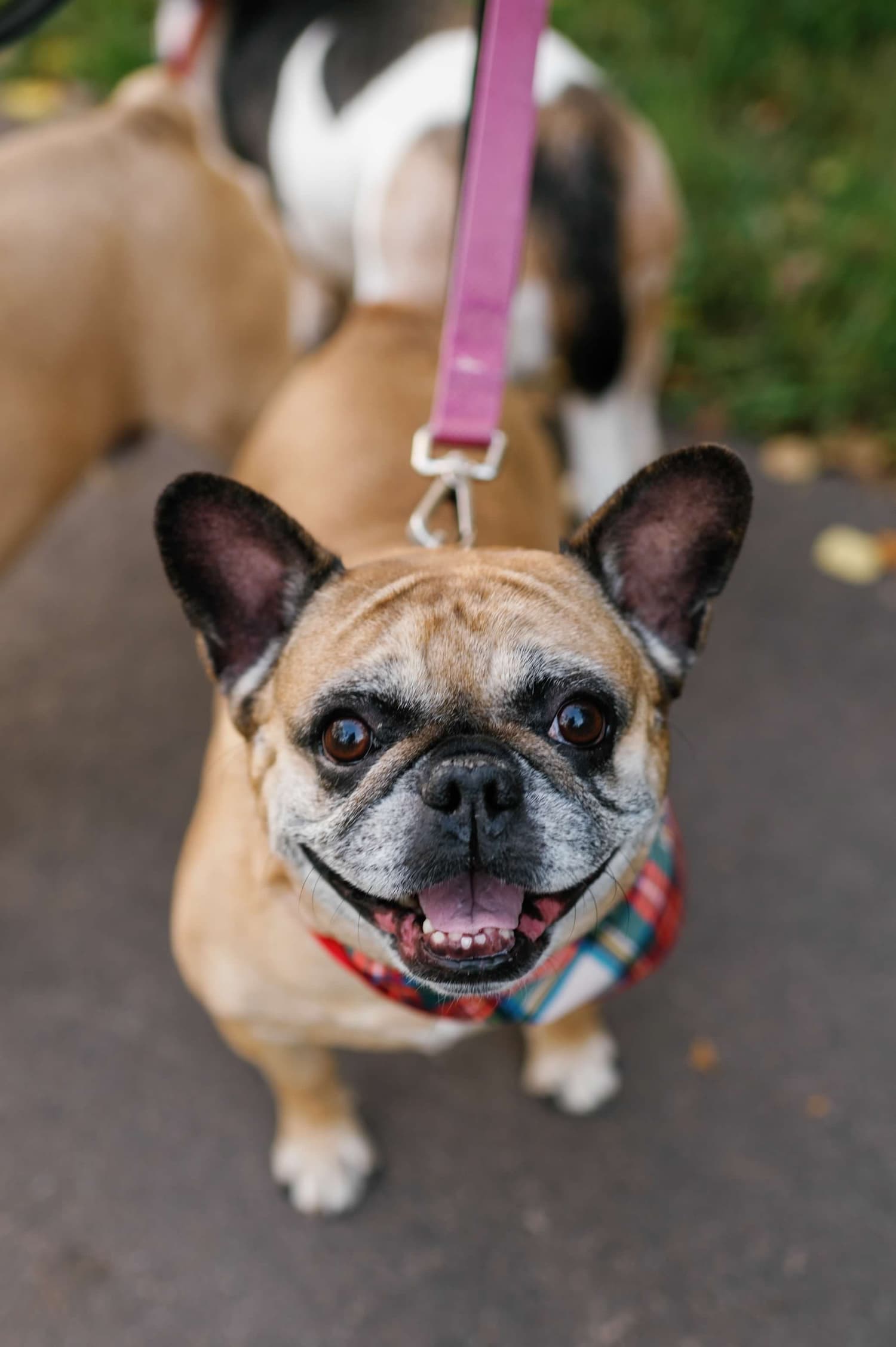 A French Bulldog on a leash, wearing a plaid bandana, stands on a paved path, looking up.