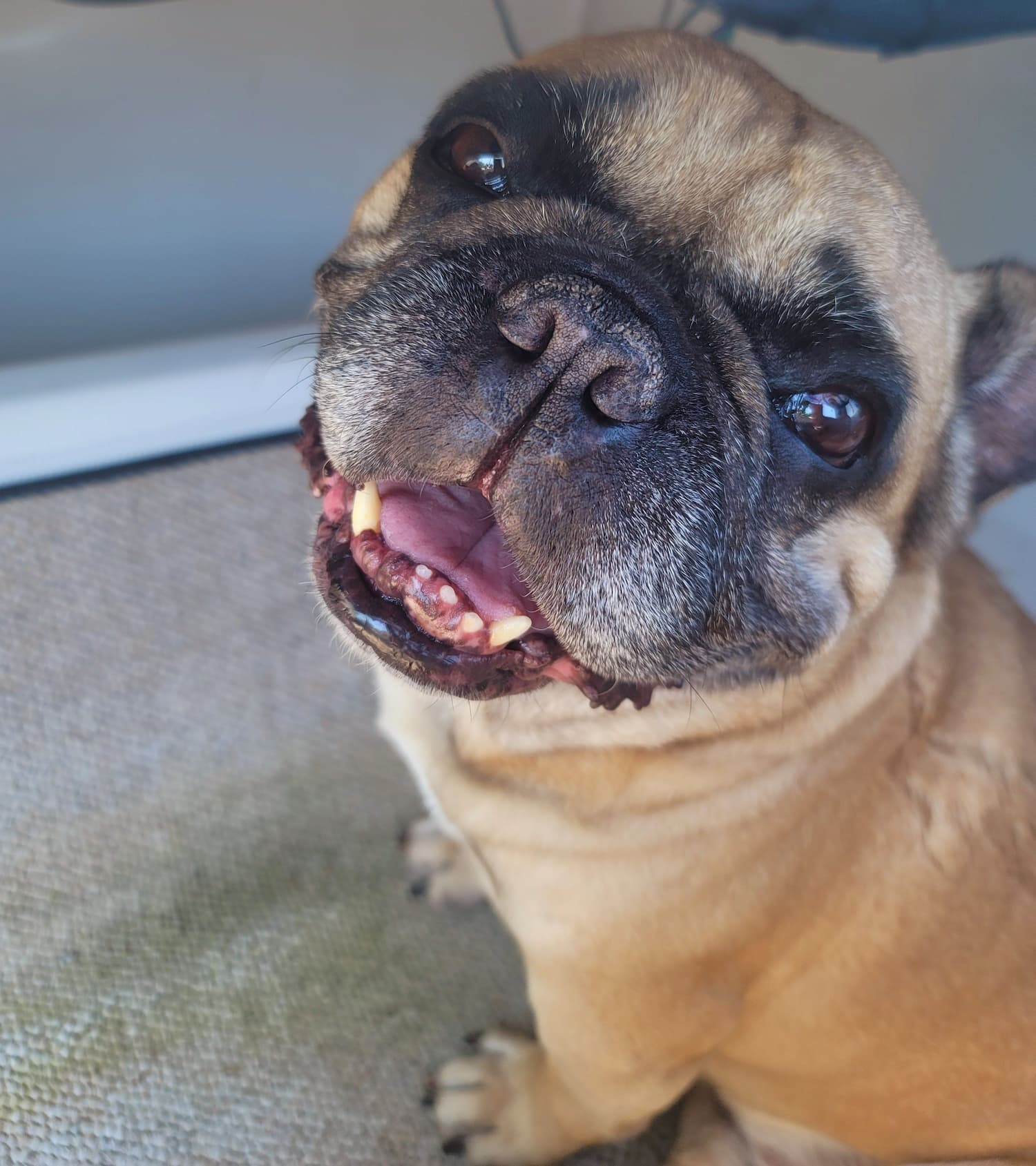 A brown bulldog with a slightly open mouth and visible teeth looks up at the camera, sitting on a textured surface.