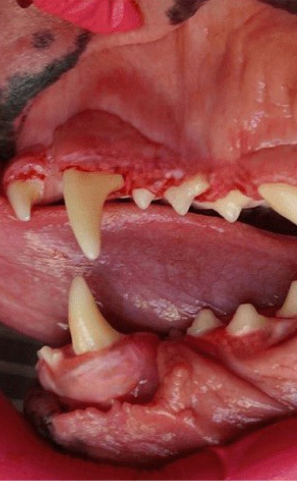 Close-up of an open animal mouth showing sharp upper and lower canine teeth and tongue.