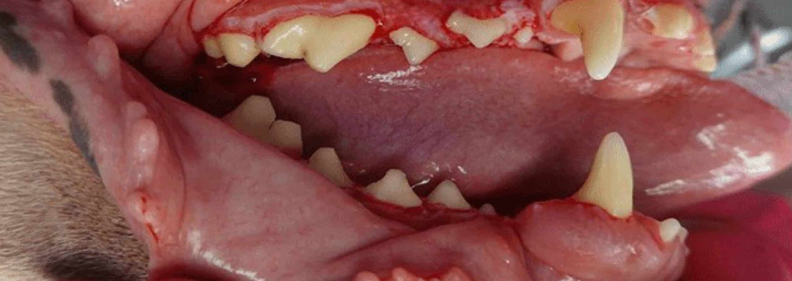 Close-up of an animal's open mouth with visible teeth and gums. The gums appear slightly inflamed.