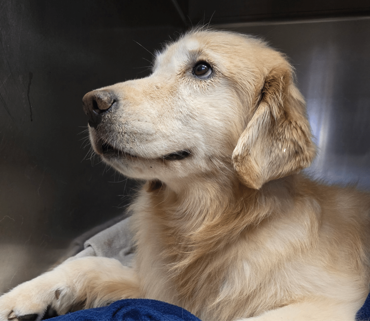 Golden Retriever lying down, looking upwards with a soft expression, against a metallic background.