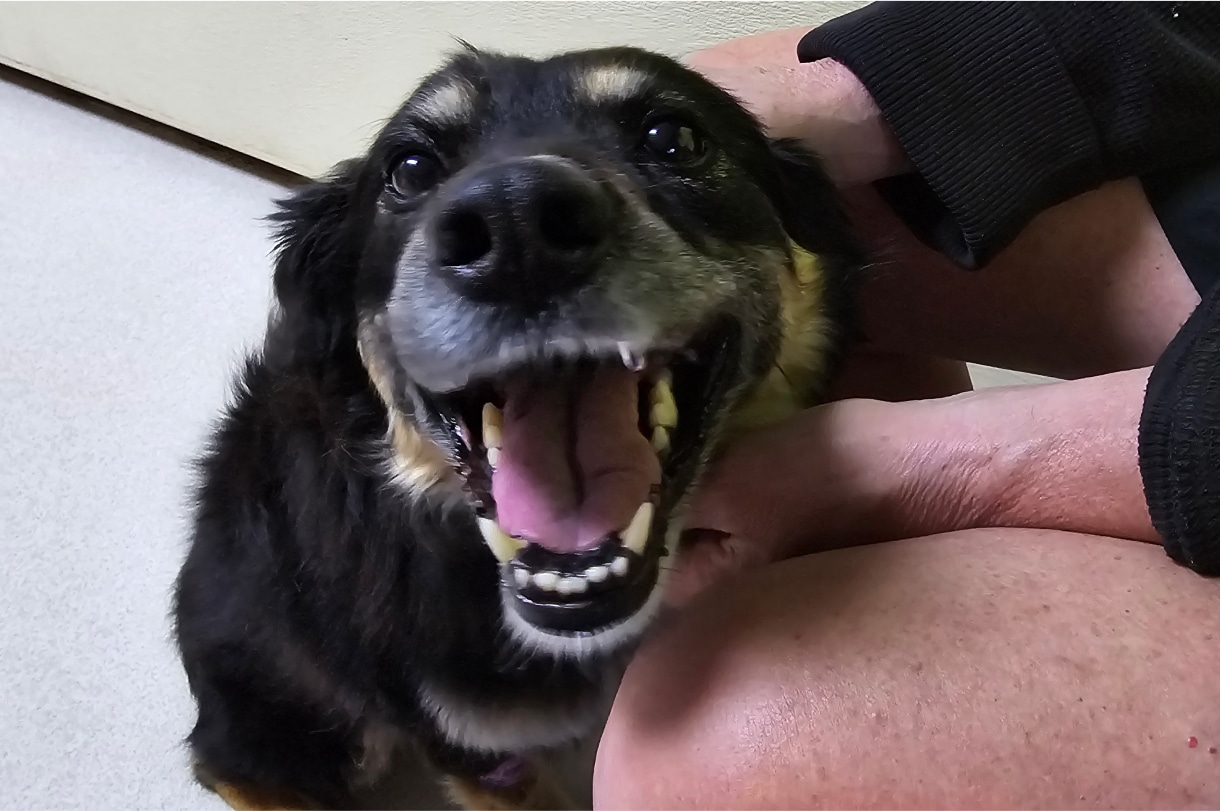 A black and brown dog with its mouth open, showing teeth, looks up. Hands gently hold its neck and back.