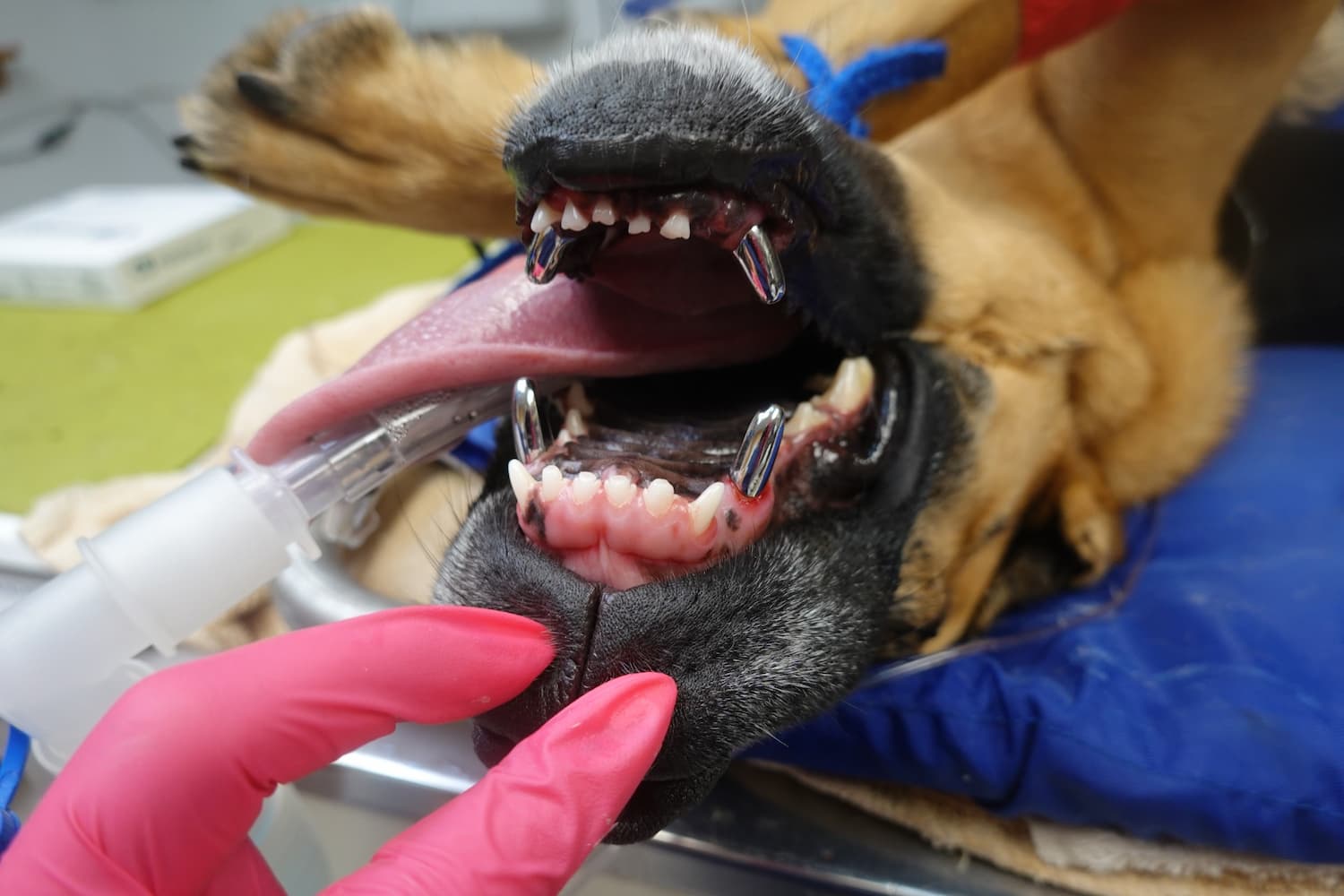 A dog under anesthesia with its mouth open, showing teeth and tongue. A hand in pink gloves is touching its lower lip.