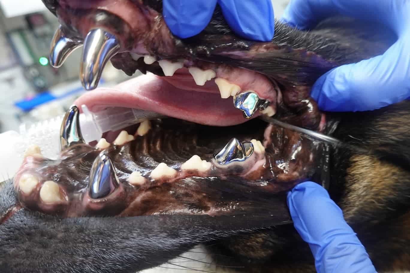 Veterinarian in blue gloves examines a dog's teeth and gums during a dental check-up.