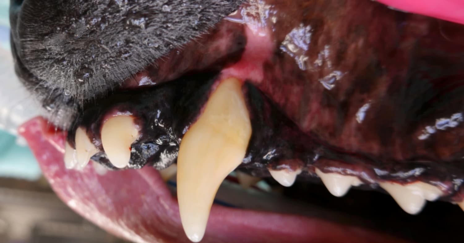 Close-up of a dog’s open mouth showing sharp canine teeth and textured tongue.